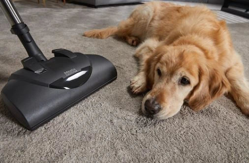 Miele Classic C1 Cat & Dog PowerLine - SBBN0